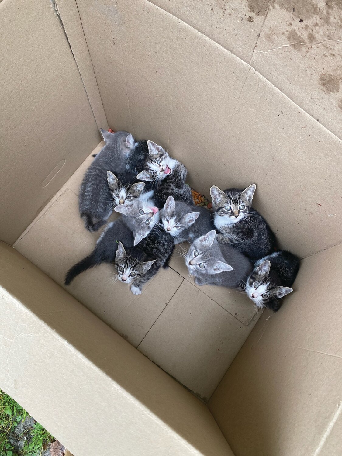 CAT-ASTROPHE AVOIDED: Warwick Parks and Recreation employee Paul Joutras found a box with nine kittens inside early Monday morning. He called police and the kittens were taken to the Warwick Animal Shelter. (Photo courtesy Paul Joutras)